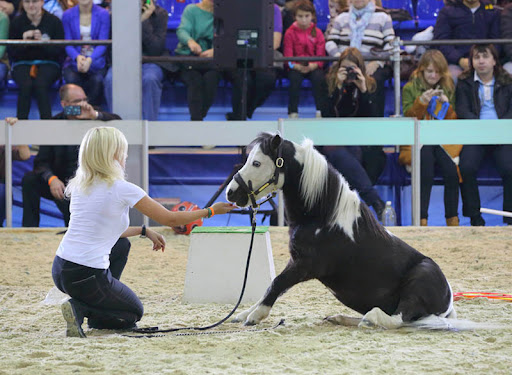 馬匹博覽會，馬展現場，莫斯科馬博覽會現場